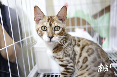 萌寵盛宴 深圳國(guó)際寵物展今日火熱開幕，全方位寵物服務(wù)點(diǎn)亮愛寵生活