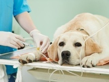 上海寵物醫(yī)院與寵物服務全解讀