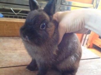 漂亮的進口品種侏儒兔與貓貓兔 潮州寵物服務的優(yōu)質(zhì)選擇