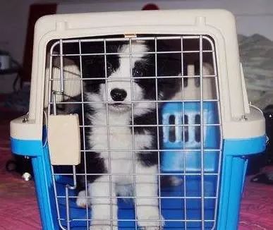 元旦帶狗狗旅行指南 如何辦理寵物托運及利用互聯(lián)網(wǎng)數(shù)據(jù)服務